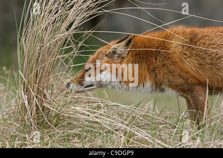 Rotfuchs (Vulpes Vulpes) schnüffeln einen Duft markieren auf Tussock Gras Kennzeichnung ein Gebiet in den Dünen Stockfoto