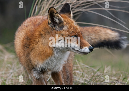 Rotfuchs (Vulpes Vulpes) Nahaufnahme portrait Stockfoto