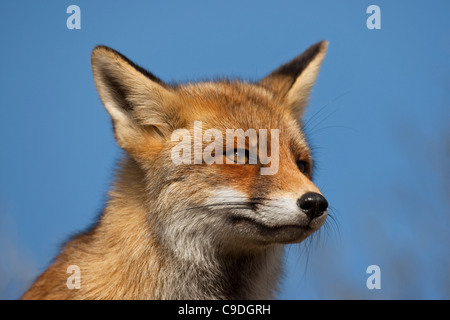 Rotfuchs (Vulpes Vulpes) Nahaufnahme Stockfoto