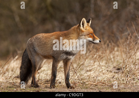 Rotfuchs (Vulpes Vulpes) in den Dünen in der Nähe von Zandvoort, Noord-Holland, Niederlande Stockfoto