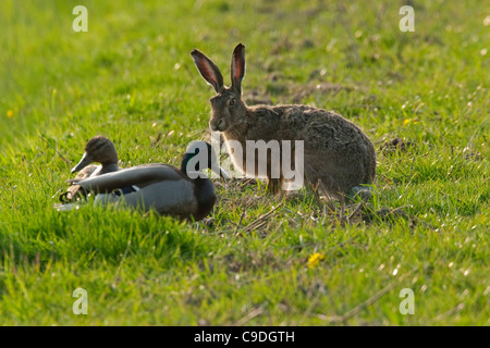 Europäischer Feldhase (Lepus Europeaus) trifft ein paar Stockenten (Anas Platyrhynchos) in Wiese Stockfoto