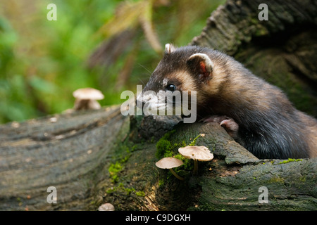 Iltis (Mustela Putorius) am Stamm des Baumes im Wald, Deutschland Stockfoto