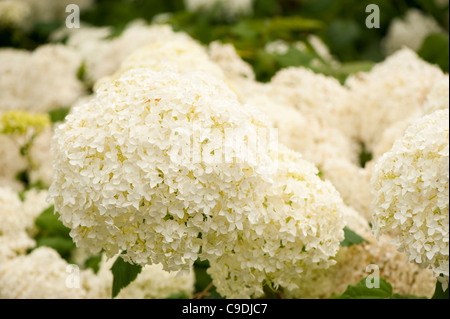 Hydrangea Arborescens 'Annabelle' AGM, in Blüte Stockfoto