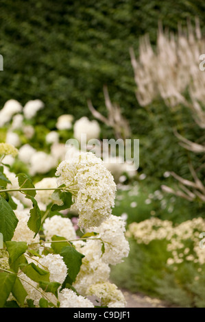 Hydrangea Arborescens 'Annabelle' AGM, in Blüte Stockfoto