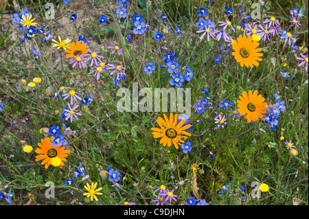 Wildblumen im Display in Tinie Versfeld wilde Blume Reserve Western Cape / Südafrika Stockfoto