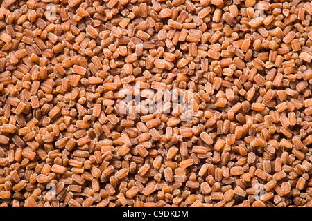 Fingerhut Samen. Digitalis Purpurea. VEREINIGTES KÖNIGREICH. Jeder Samen ist Approxitately 0,75 mm lang. Stockfoto