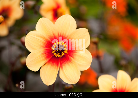 Dahlie 'Mondfeuer' AGM in Blüte Stockfoto