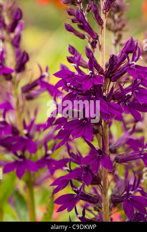 Lobelia X speciosa 'Hadspen Purple' in Blüte Stockfoto