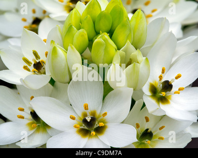 Nahaufnahme von Star of Bethlehem (Ornithogalum) Stockfoto