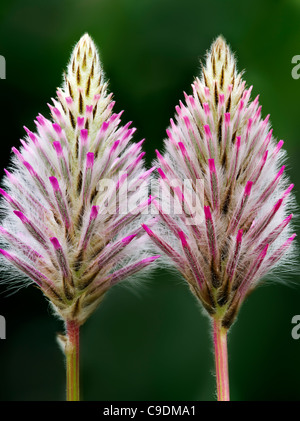 Nahaufnahme von Pink Mulla Mulla (Ptilotus Joey) Stockfoto