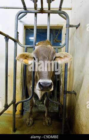 Locatelli Bauernhof, Herde der Kühe, Reggetto, Taleggio-Tal, Lombardei, Italien Stockfoto