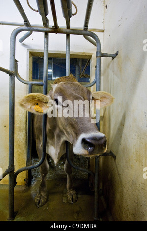 Locatelli Bauernhof, Herde der Kühe, Reggetto, Taleggio-Tal, Lombardei, Italien Stockfoto