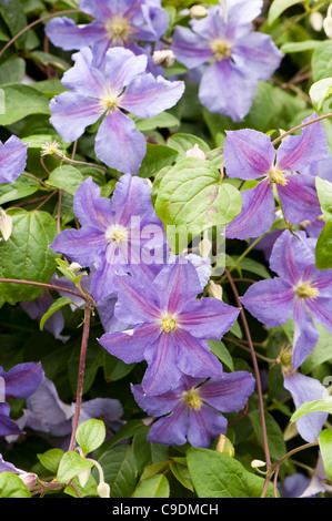 Clematis 'Perle d ' Azur' in Blüte Stockfoto