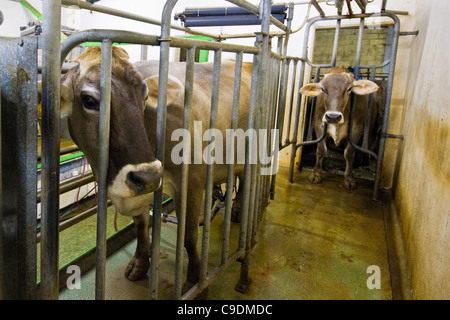 Locatelli Bauernhof, Herde der Kühe, Reggetto, Taleggio-Tal, Lombardei, Italien Stockfoto