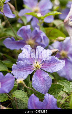 Clematis 'Perle d ' Azur' in Blüte Stockfoto