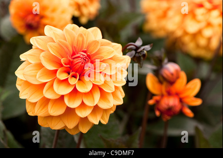 Dahlie "David Howard" in voller Blüte Stockfoto