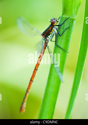 Große rote Damselfly, Pyrrhosoma Nymphula. Surrey, UK. Stockfoto