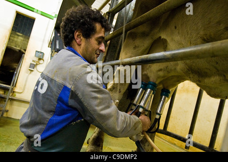 Locatelli Bauernhof, Herde der Kühe, Reggetto, Taleggio-Tal, Lombardei, Italien Stockfoto