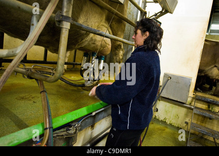 Locatelli Bauernhof, Herde der Kühe, Reggetto, Taleggio-Tal, Lombardei, Italien Stockfoto