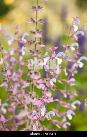 Salvia Sclarea Var Turkestanica, Muskatellersalbei, in Blüte Stockfoto