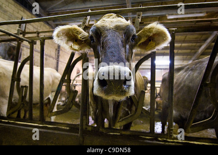 Locatelli Bauernhof, Herde der Kühe, Reggetto, Taleggio-Tal, Lombardei, Italien Stockfoto