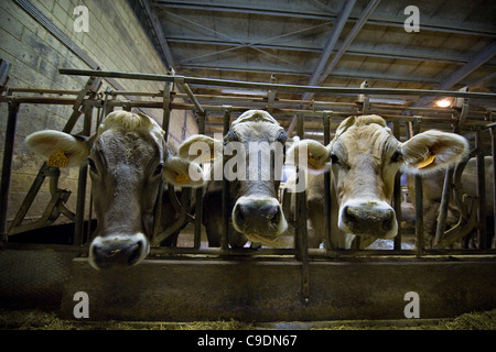 Locatelli Bauernhof, Herde der Kühe, Reggetto, Taleggio-Tal, Lombardei, Italien Stockfoto