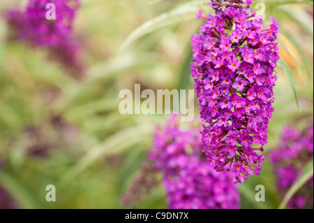Buddleja Davidii 'Nanho Purple' in Blüte Stockfoto