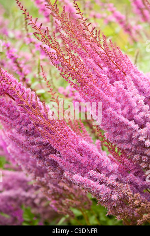 Astilbe Chinensis Var Taquetii 'Purpurlanze' in Blüte Stockfoto