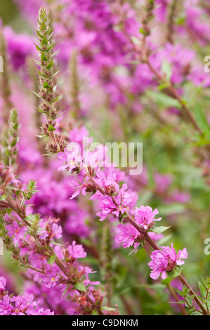 Lythrum Salicaria 'Feuerkerze' AGM, Blutweiderich, in Blüte Stockfoto