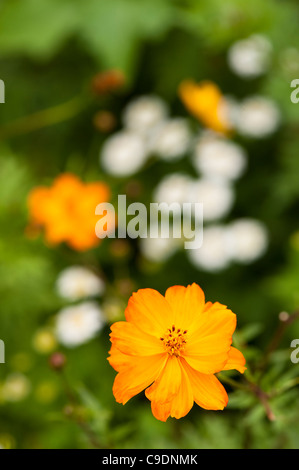 Cosmos Sulphureus 'Polidor' in Blüte Stockfoto