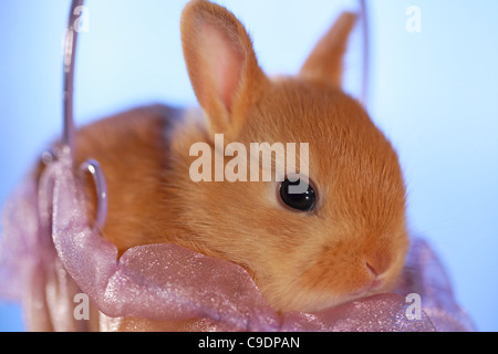 Niedliches Häschen aus nächster Nähe in einem Korb. Gemischte Rasse der Niederländischen Zwergkaninchen und Mini Usagi Stockfoto