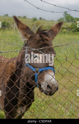 Porträt eines Esels hinter Draht Zäune und Stacheldraht Stockfoto