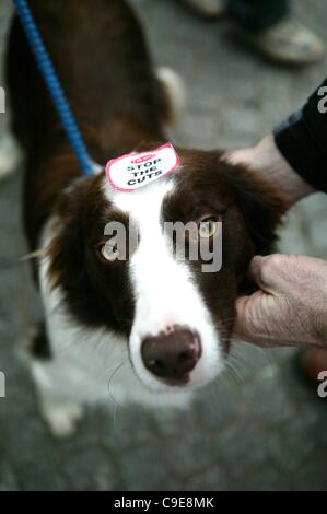 Belfast, UK. 30. November 2011. Ein Collie Hund mit einem "Stop die Kürzungen" Aufkleber platziert auf den Kopf von seinem Besitzer ist in der Rallye durch öffentliche Bedienstete im Stadtzentrum von Belfast übernommen. Eine geschätzte 2 Millionen öffentliche Gewerkschaftsmitglieder teilgenommen an einen UK-weiten Schlag gegen Regierung Pensionspläne. Stockfoto