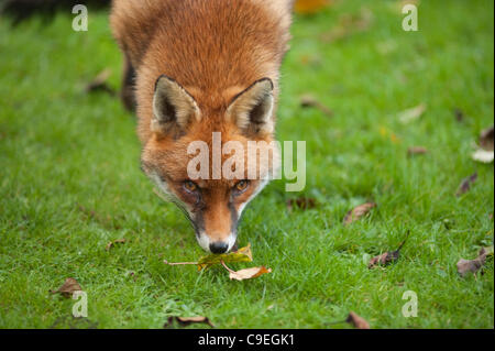 Eine städtische Rotfuchs mit Wintermantel steht auf einer Wiese im Garten direkt in der Kamera in London, England, UK Stockfoto