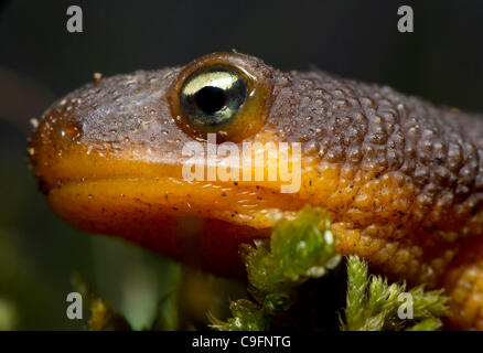 16. Dezember 2011 - Elkton, Oregon, USA - eine grobe gehäutet Newt klettert auf einem moosigen Baumstamm in einem Waldgebiet der Coast Range Berge nahe Elkton.  Die Haut von der rauhen Haut Newt erzeugt ein starkes Nervengift ohne Wissen Gegenmittel.  Das Tetrodotoxin ist 10-mal giftiger als Zyankali. Stockfoto