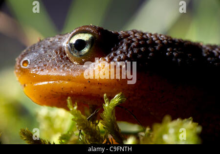 16. Dezember 2011 - Elkton, Oregon, USA - eine grobe gehäutet Newt klettert auf einem moosigen Baumstamm in einem Waldgebiet der Coast Range Berge nahe Elkton.  Die Haut von der rauhen Haut Newt erzeugt ein starkes Nervengift ohne Wissen Gegenmittel.  Das Tetrodotoxin ist 10-mal giftiger als Zyankali. Stockfoto