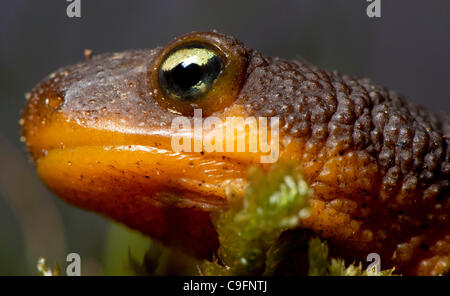 16. Dezember 2011 - Elkton, Oregon, USA - eine grobe gehäutet Newt klettert auf einem moosigen Baumstamm in einem Waldgebiet der Coast Range Berge nahe Elkton.  Die Haut von der rauhen Haut Newt erzeugt ein starkes Nervengift ohne Wissen Gegenmittel.  Das Tetrodotoxin ist 10-mal giftiger als Zyankali. Stockfoto