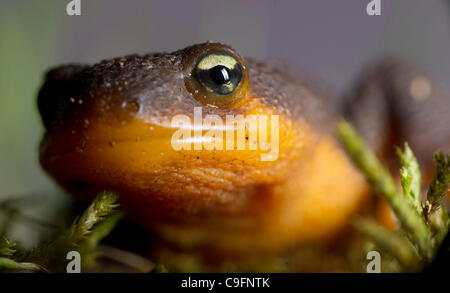 16. Dezember 2011 - Elkton, Oregon, USA - eine grobe gehäutet Newt klettert auf einem moosigen Baumstamm in einem Waldgebiet der Coast Range Berge nahe Elkton.  Die Haut von der rauhen Haut Newt erzeugt ein starkes Nervengift ohne Wissen Gegenmittel.  Das Tetrodotoxin ist 10-mal giftiger als Zyankali. Stockfoto