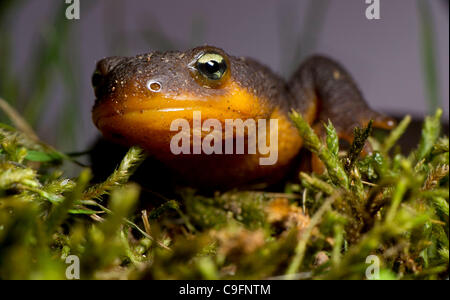 16. Dezember 2011 - Elkton, Oregon, USA - eine grobe gehäutet Newt klettert auf einem moosigen Baumstamm in einem Waldgebiet der Coast Range Berge nahe Elkton.  Die Haut von der rauhen Haut Newt erzeugt ein starkes Nervengift ohne Wissen Gegenmittel.  Das Tetrodotoxin ist 10-mal giftiger als Zyankali. Stockfoto