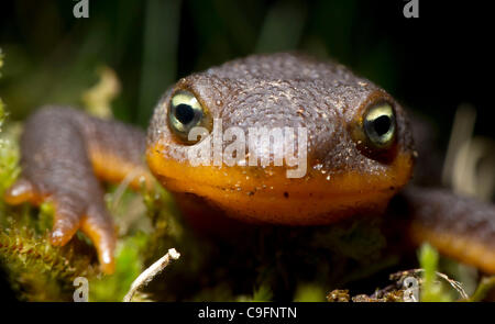 16. Dezember 2011 - Elkton, Oregon, USA - eine grobe gehäutet Newt klettert auf einem moosigen Baumstamm in einem Waldgebiet der Coast Range Berge nahe Elkton.  Die Haut von der rauhen Haut Newt erzeugt ein starkes Nervengift ohne Wissen Gegenmittel.  Das Tetrodotoxin ist 10-mal giftiger als Zyankali. Stockfoto