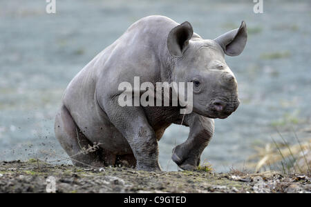 Etwa drei Monate alten männlichen Spitzmaulnashorn oder Haken-lippige Rhinoceros (Diceros Bicornis) heißt Manny im Zoo in Dvur Kralove nad Labem, etwa 100 km nordöstlich von Prag, Tschechische Republik, 29. Dezember 2011. (CTK Foto/Alexandra Mlejnkova) Stockfoto