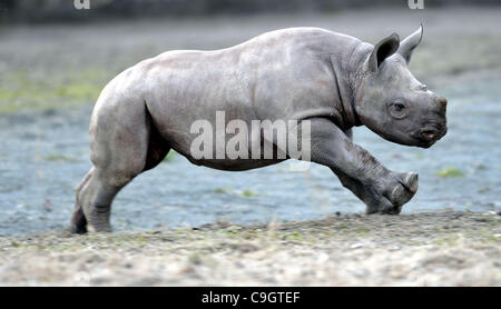 Etwa drei Monate alten männlichen Spitzmaulnashorn oder Haken-lippige Rhinoceros (Diceros Bicornis) heißt Manny im Zoo in Dvur Kralove nad Labem, etwa 100 km nordöstlich von Prag, Tschechische Republik, 29. Dezember 2011. (CTK Foto/Alexandra Mlejnkova) Stockfoto