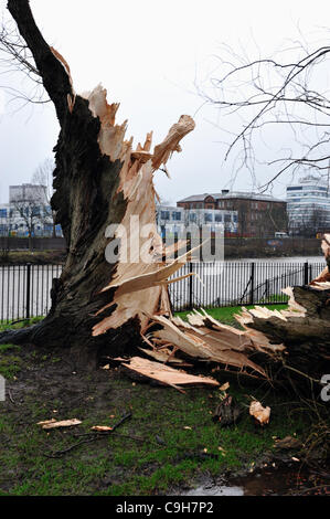 Ein riesiger alten Baum in Glasgow Green ist eine halbe folgenden starken Winden eingerastet. Stockfoto