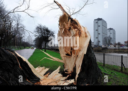 Ein riesiger alten Baum in Glasgow Green ist eine halbe folgenden starken Winden eingerastet. Stockfoto