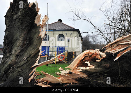 Ein riesiger alten Baum in Glasgow Green ist eine halbe folgenden starken Winden eingerastet. Stockfoto