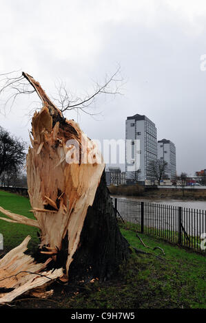 Ein riesiger alten Baum in Glasgow Green ist eine halbe folgenden starken Winden eingerastet. Stockfoto