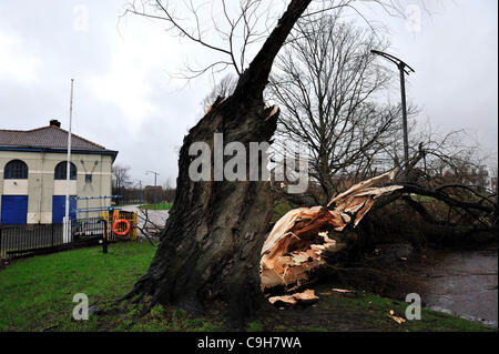 Ein riesiger alten Baum in Glasgow Green ist eine halbe folgenden starken Winden eingerastet. Stockfoto