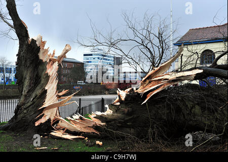 Ein riesiger alten Baum in Glasgow Green ist eine halbe folgenden starken Winden eingerastet. Stockfoto