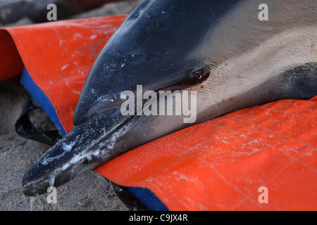 Ein Gemeiner Delfin wartet darauf, wieder in Cape Cod Bay am Scusset Beach in Sagamore Beach, MA Samstag, 14. Januar, 2012 nach Strandung auf Cape Cod Bay Küste früher an diesem Tag entlassen werden.  Der Delphin ist eines eine geschätzte 30 Delfine, die an Ufern der Cape Cod Bay von Dennis, Wellfleet gestrandet Stockfoto