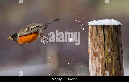 16. Januar 2012 - in der Nähe von Oakland, Oregon, USA - An American Robin von einem verschneiten Zaunpfahl entlang einer Weide auf einem Bauernhof springt Oakland, Oregon/USA  Der Vogel aß Beeren aus einem nahe gelegenen Busch.  Ungefähr zwei Zoll Schnee fiel über Nacht in der Gegend. (Bild Kredit: Robin Loznak/ZUMAPRESS.com ©) Stockfoto